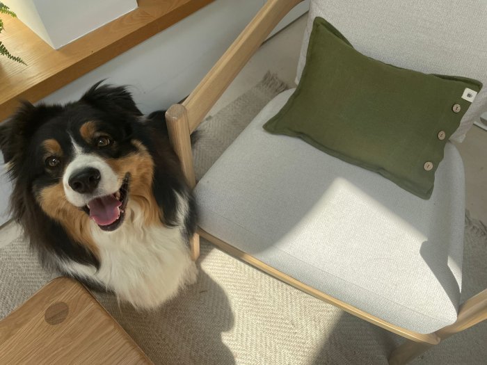 Pet-friendly home interior design ideas