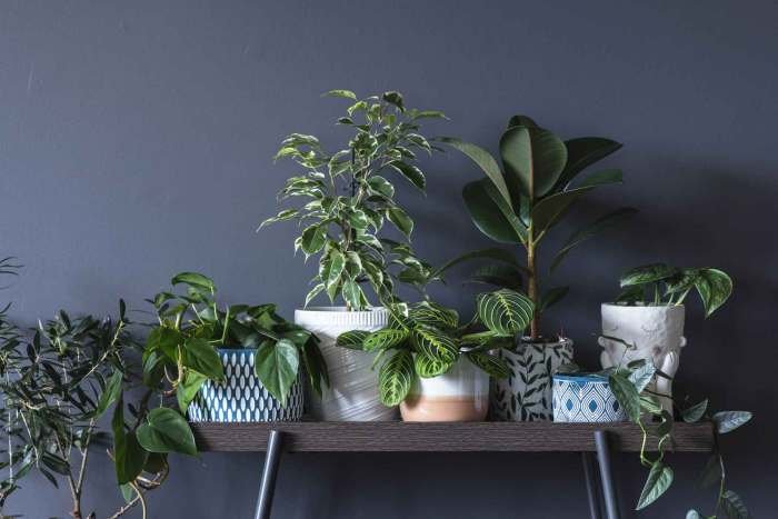 Designing with plants indoor jungles