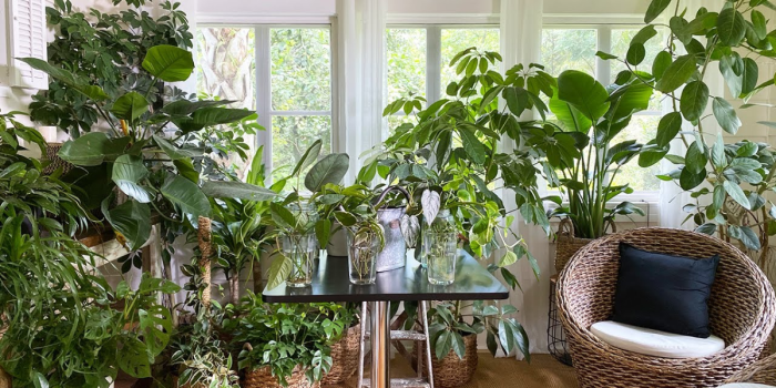 Jungle greenery Designing with plants indoor jungles